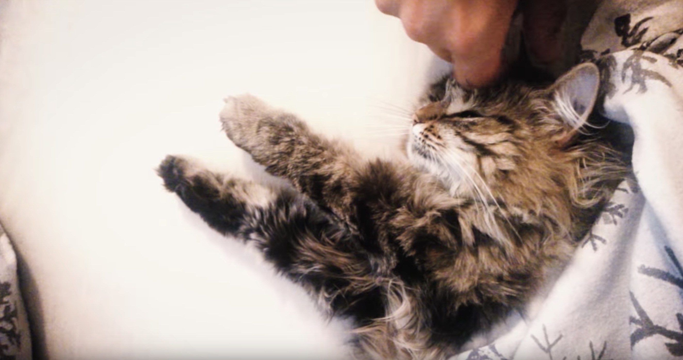 フルコースマッサージに癒される猫、なぜか見ている人も癒され