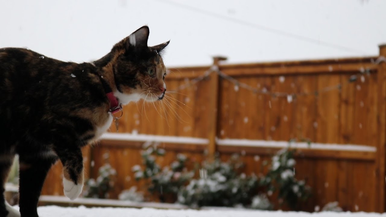 冷たさを忘れてはしゃぐ三毛の猫、降る雪を追って飛んで遊んで