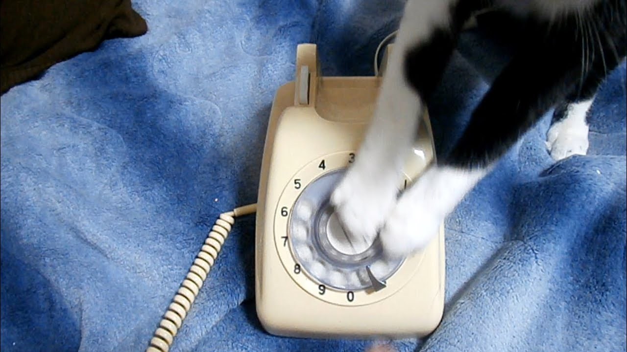 懐かしの電話に猫が大興奮、ダイヤル回せば猫のオモチャに