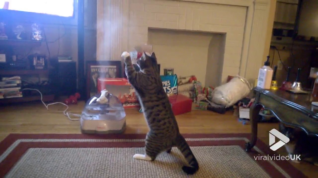 立ち上る蒸気を怪しみ掴もうと、猫は直立二本の脚で