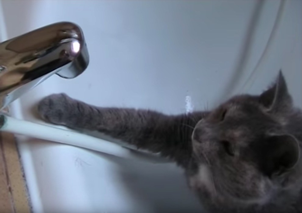 蛇口から滴る雫を前足で、器用に気長に水分補給する猫