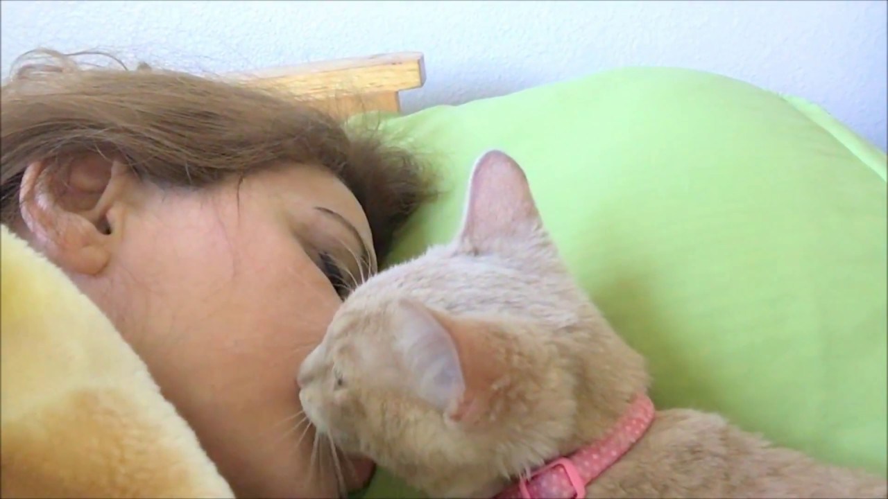 朝朗け目覚めを促す子猫のキス、飼い主喜び逆効果に