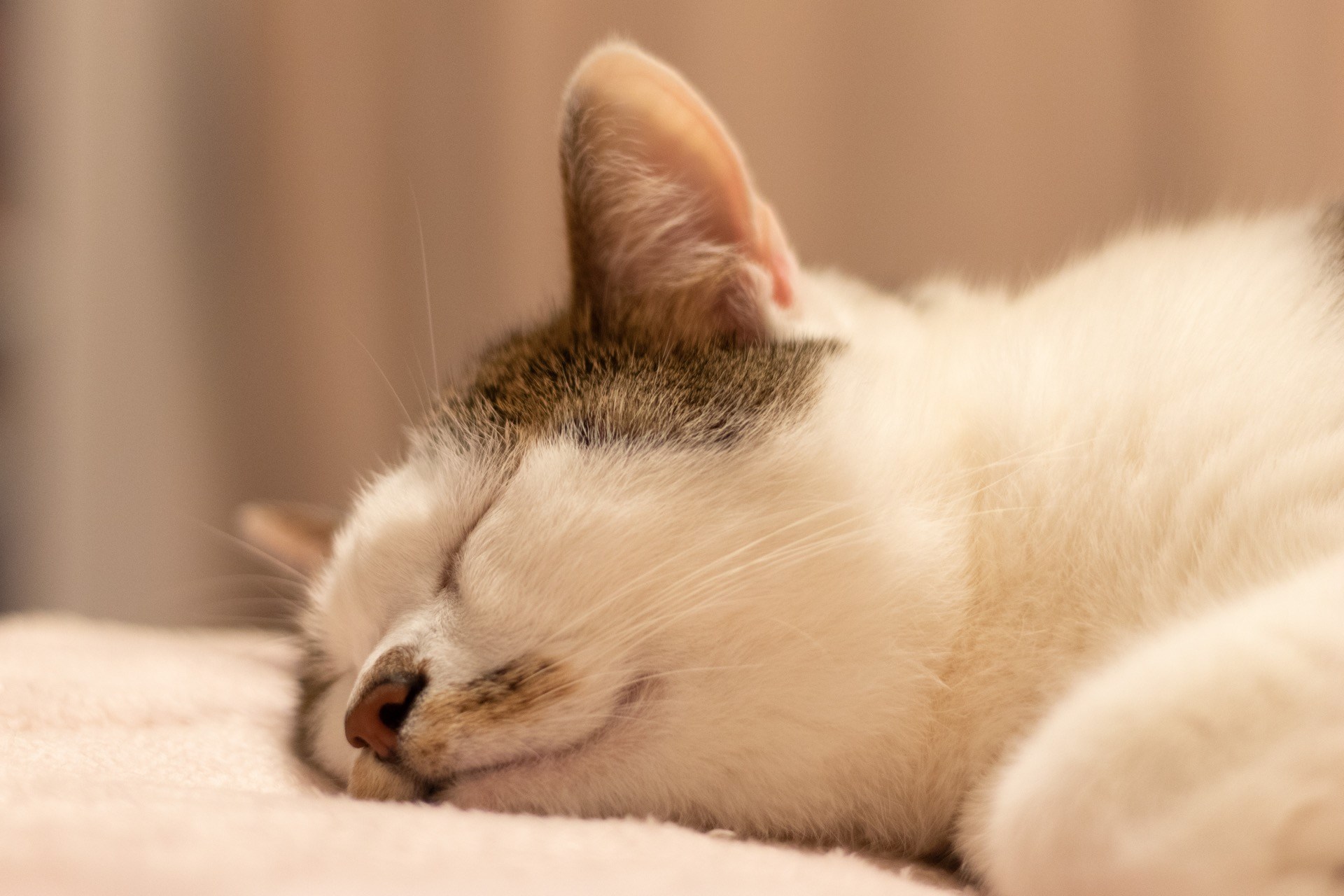 家にいながら猫の寝姿よりどりみどり、Webで開催猫写真展