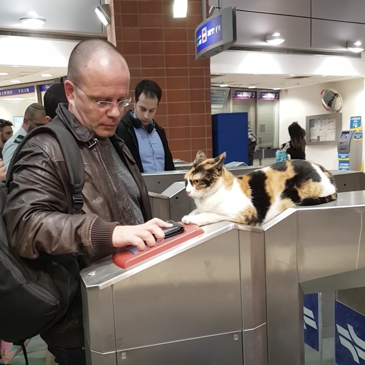 改札機の上から切符を確認する猫、機械に任せて現場猫化