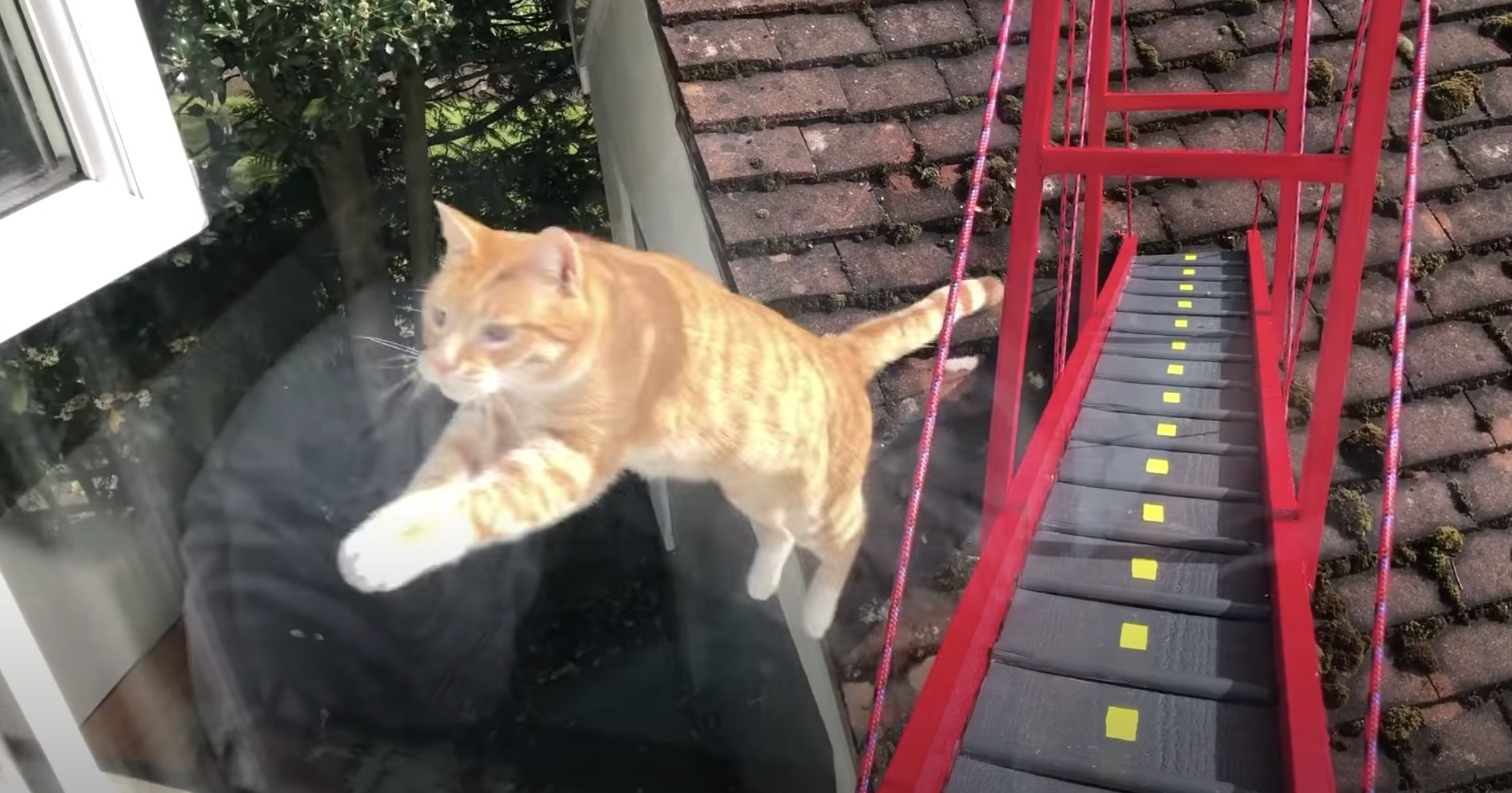 飼い主が作った猫用金門橋、乗らず渡らずジャンプでスルー