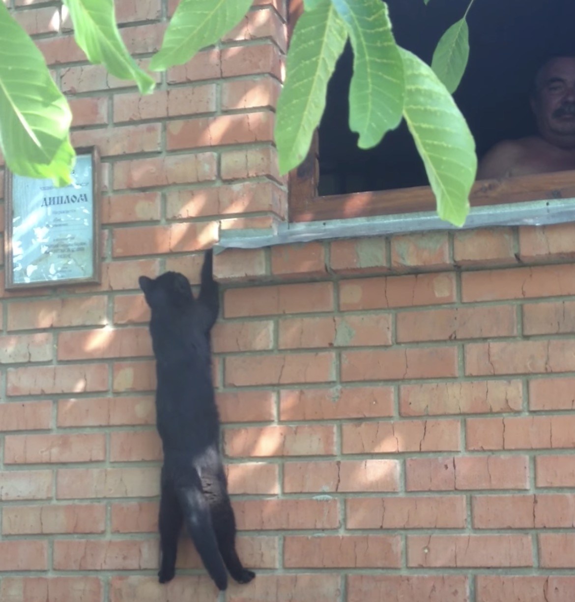 垂直にレンガの壁を駆け上がる猫、2階の窓のおっちゃんの元へ