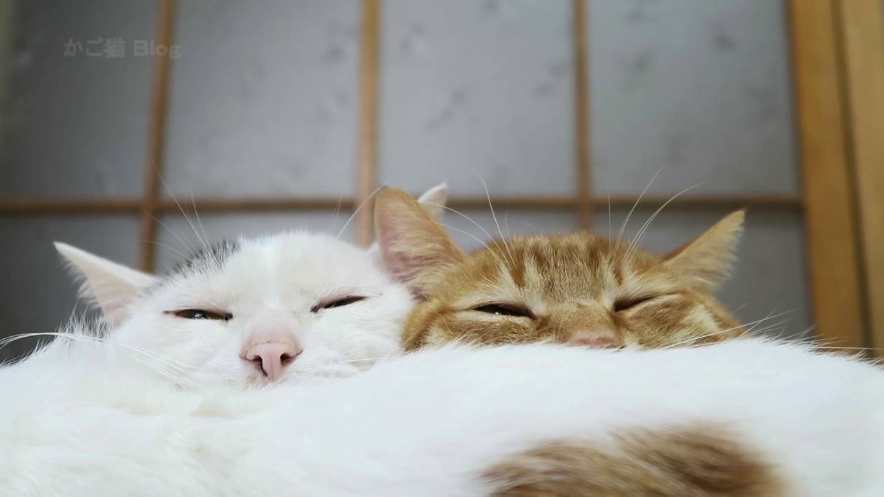 猫肌の枕に微睡み頬寄せて、自動目覚まし機能が発動