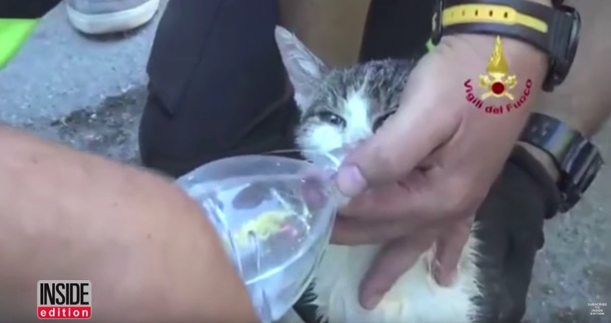 イタリア地震の5日後に子猫を救出、瓦礫の下から