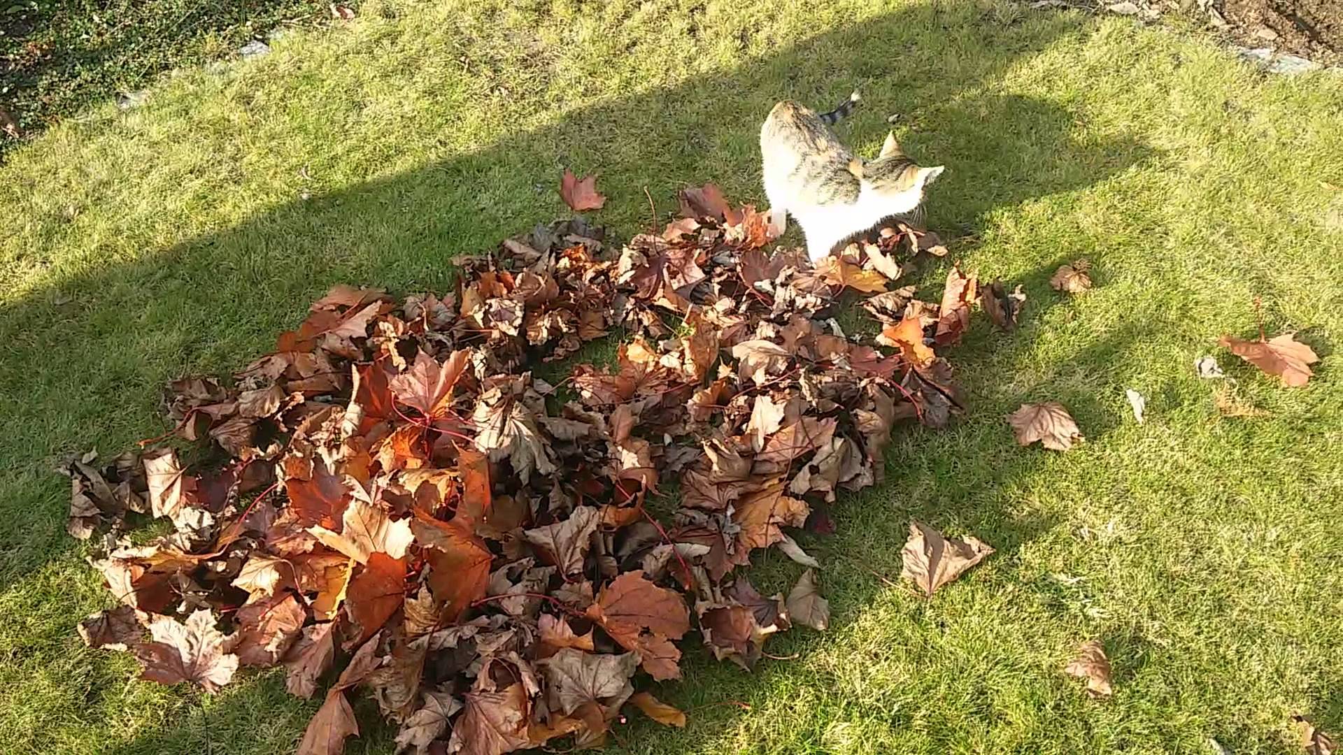 紅葉の山に戯むる猫たち、秋の訪れ伝える音色