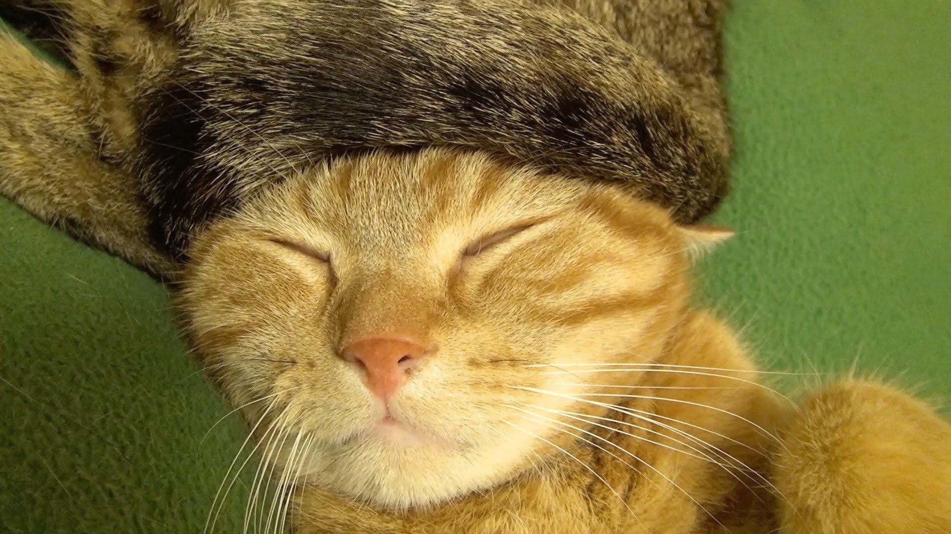 猫専用のロシア帽、被って眠って茶トラは白眼に