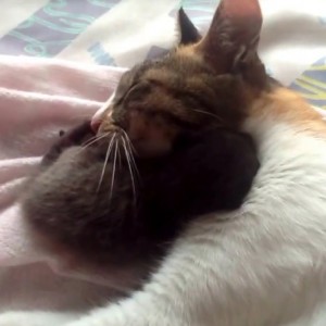 一心同体親猫子猫、子猫を巻いて親猫熟睡
