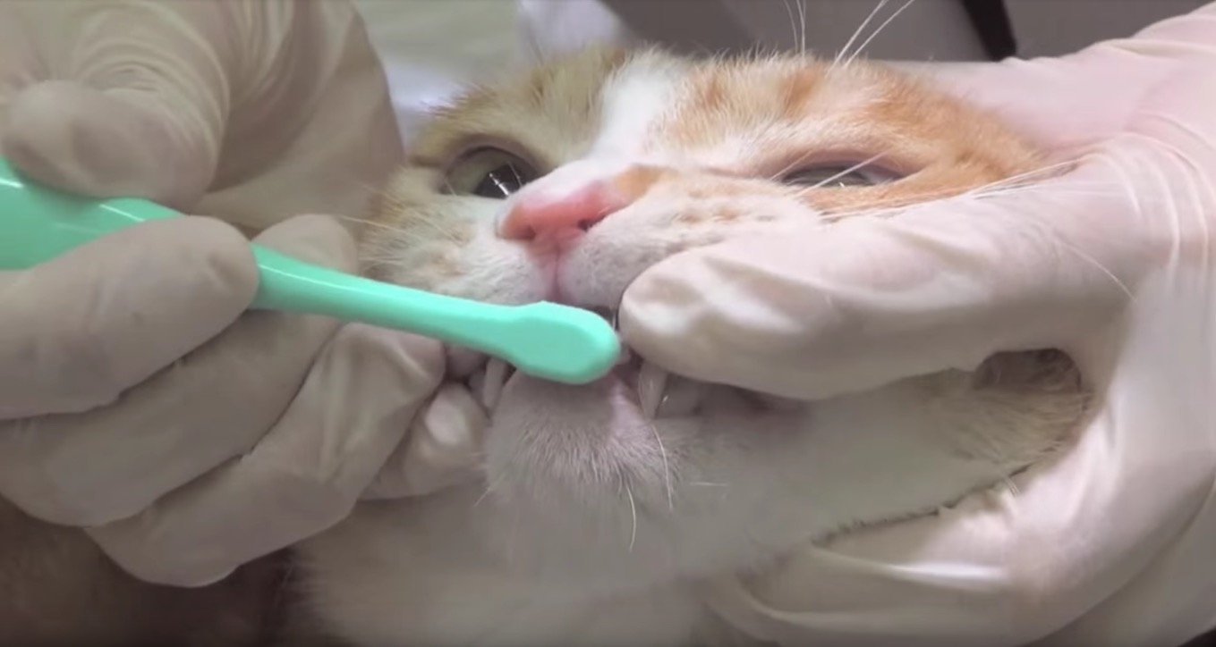 獣医師が教える猫の歯ブラシ動画、口を開けずに磨くのがコツ