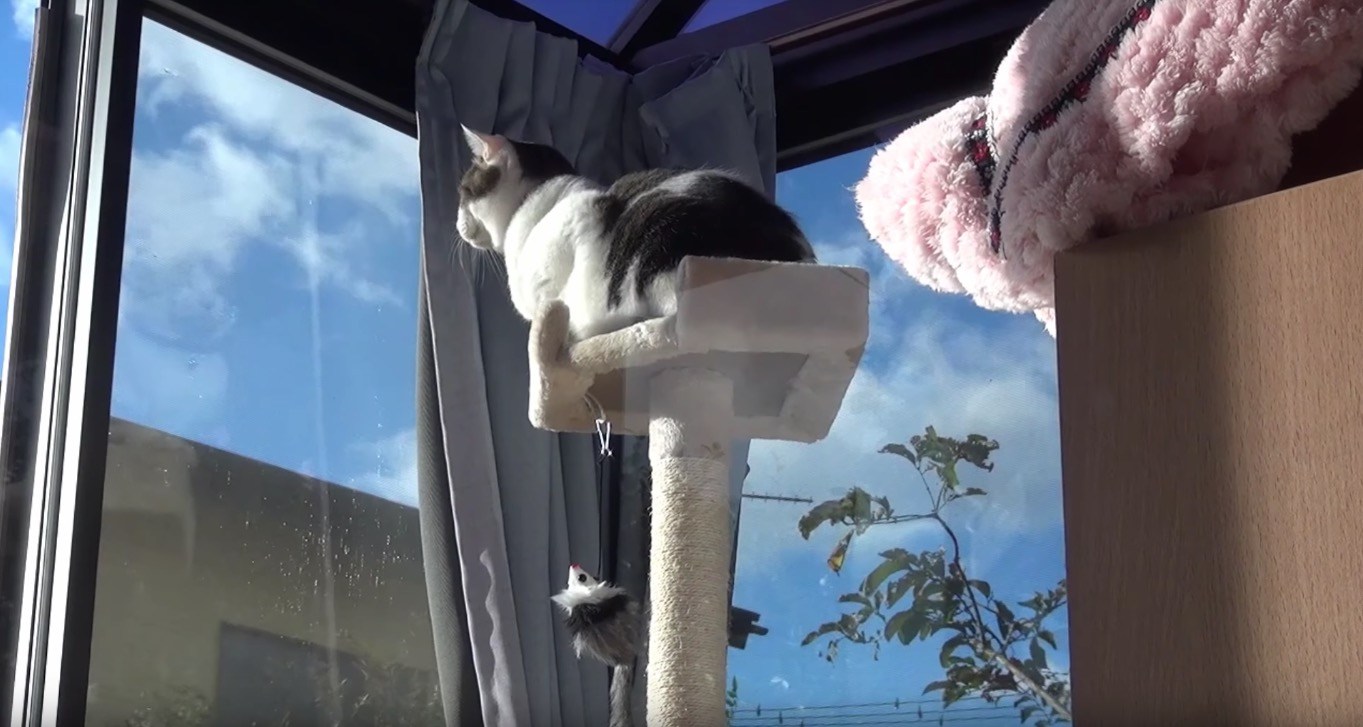 野良猫から飼い猫になったキジトラ猫、8年掛けてタワーに登頂
