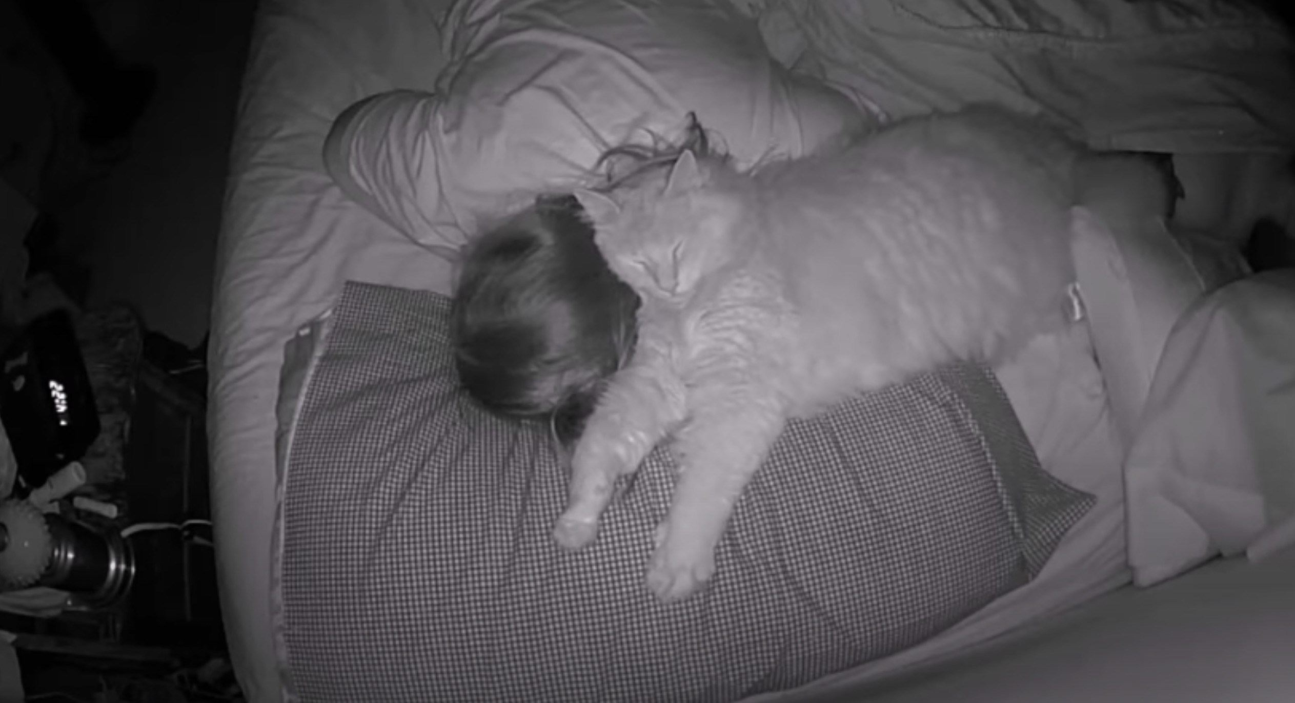 飼い主は猫の枕になるものの、猫が枕になることはなし