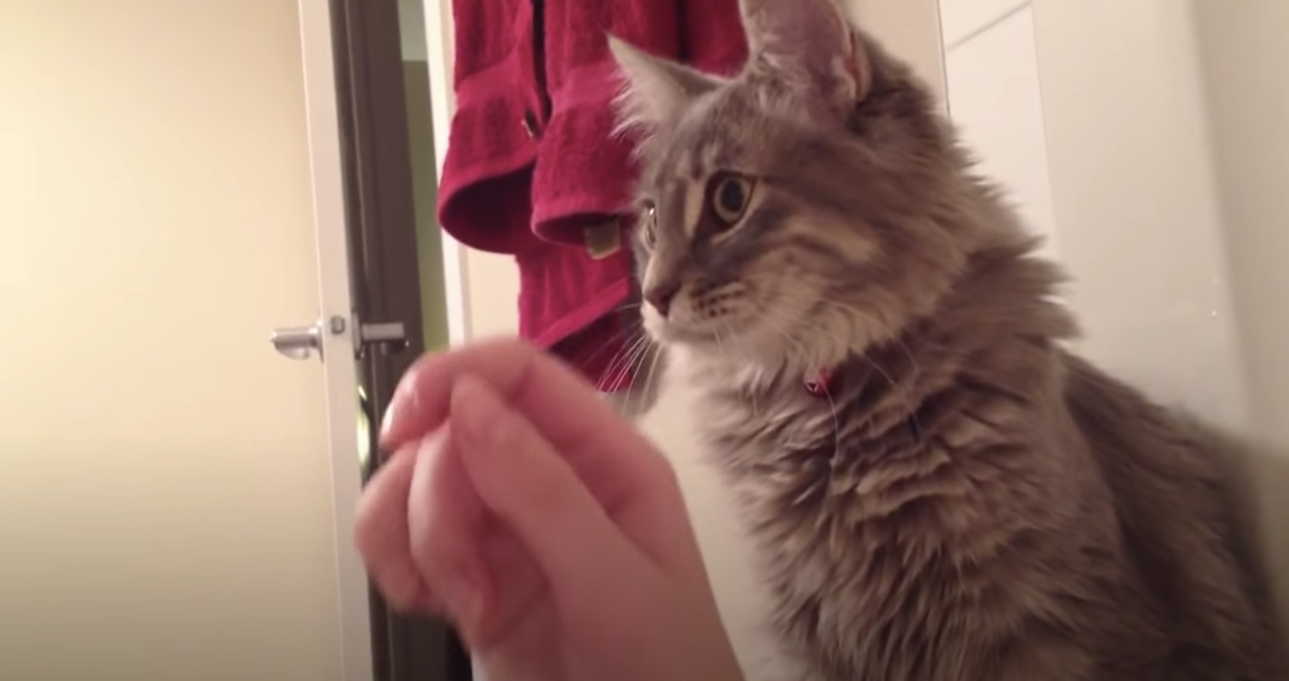 泡風呂に浸かる飼い主に困惑する猫、触れると分かり一安心