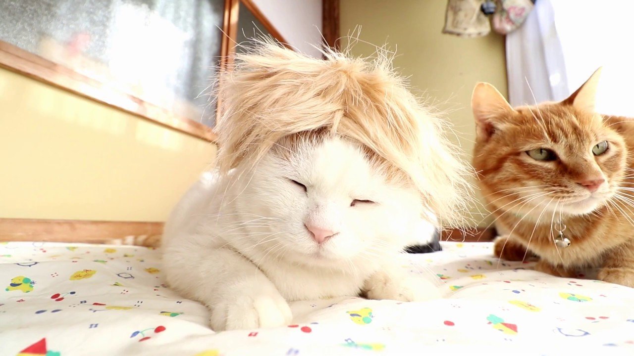 茶髪のカツラを頭に載せた猫、どこかの誰かに見えてくる