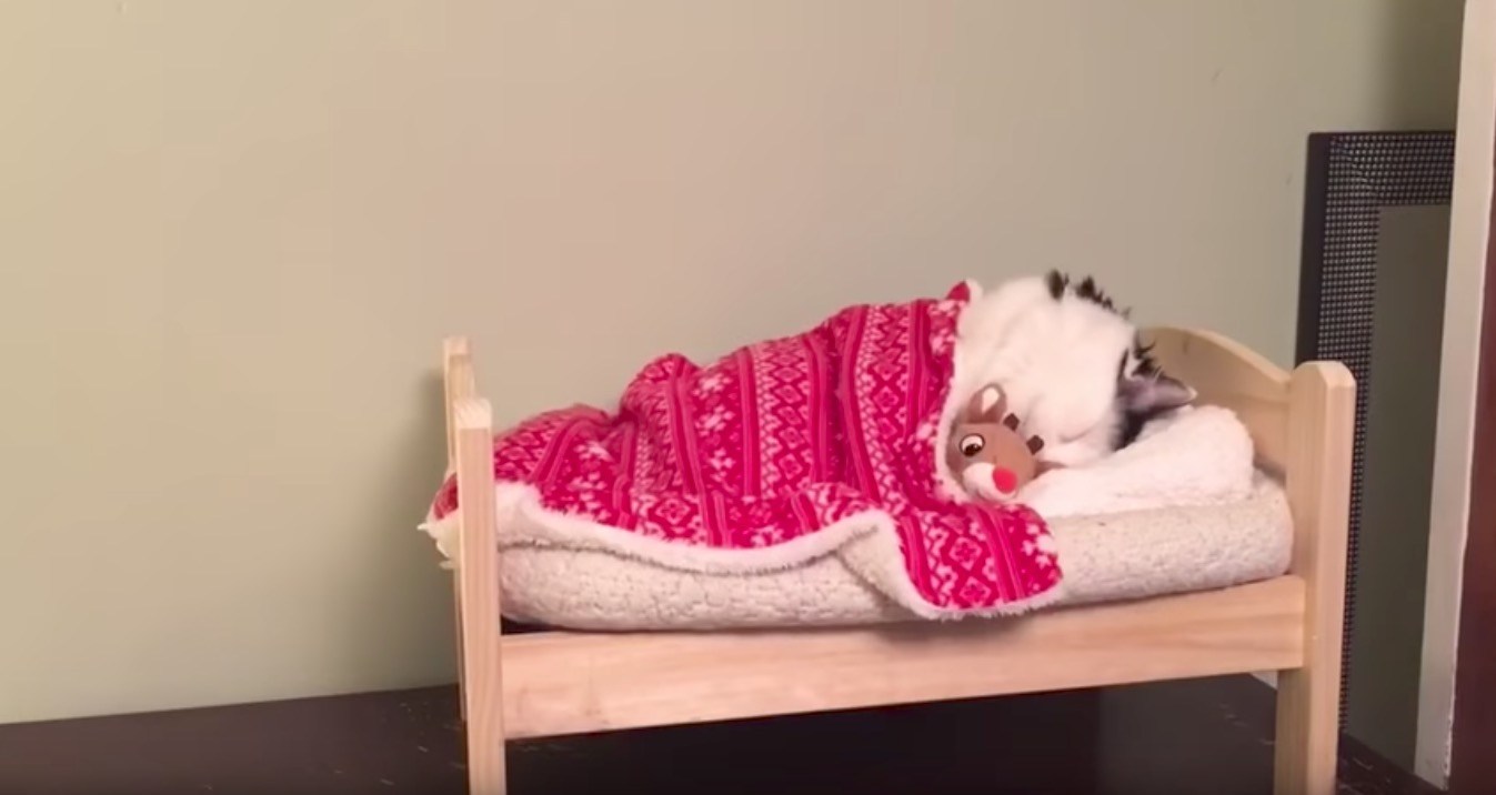 目指すは猫用マイベッド、布団を掛けたら即就寝