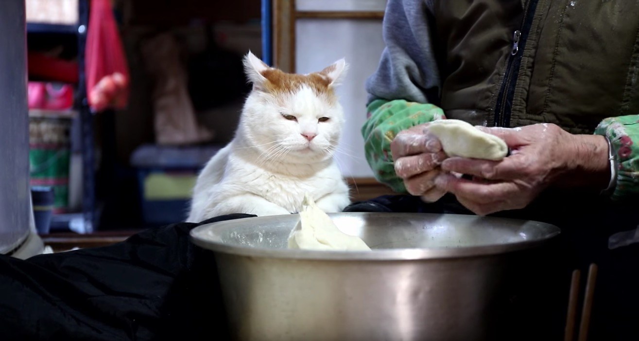 北国の伝統食作りを見守る猫、イカ耳ながらもその目は眠たげ