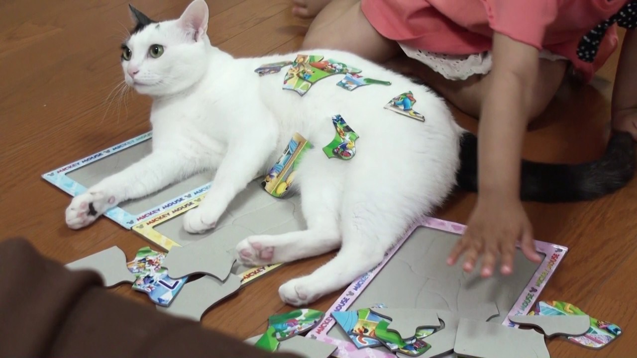 パズルの上に載ったつもりが、ピースを積まれてやや驚く猫