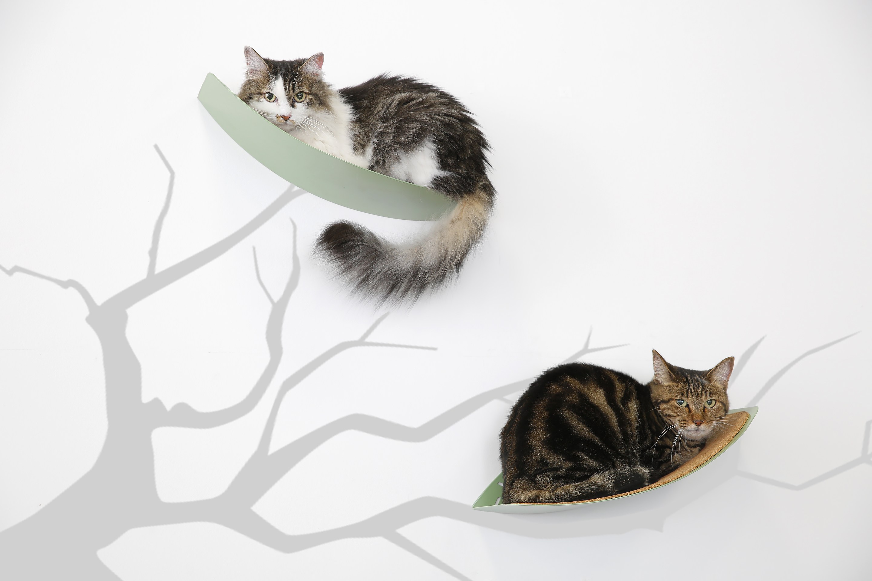 ふわりと浮かぶ空飛ぶ葉っぱに丸まる猫たち、壁が絵になるキャットシェルフ