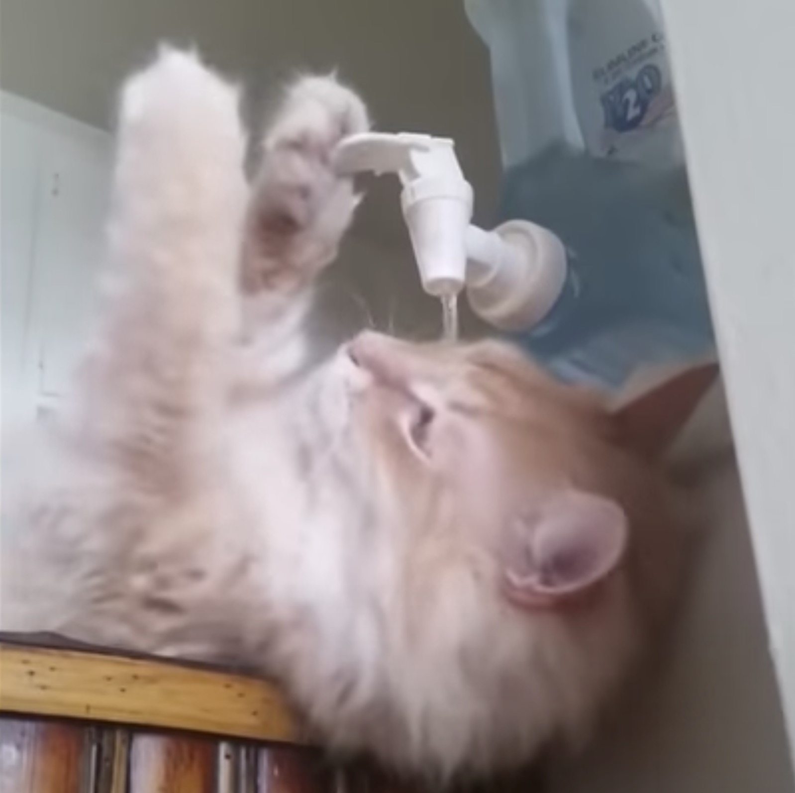 俺様は水飲みごときに助けは要らぬ、自給自足で給水する猫
