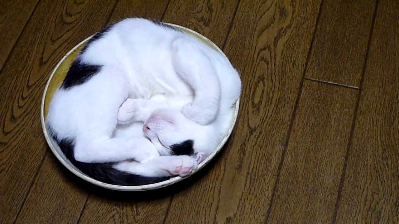 飼い主の想定通りに行かぬ猫、鍋の蓋にて華麗に爆睡