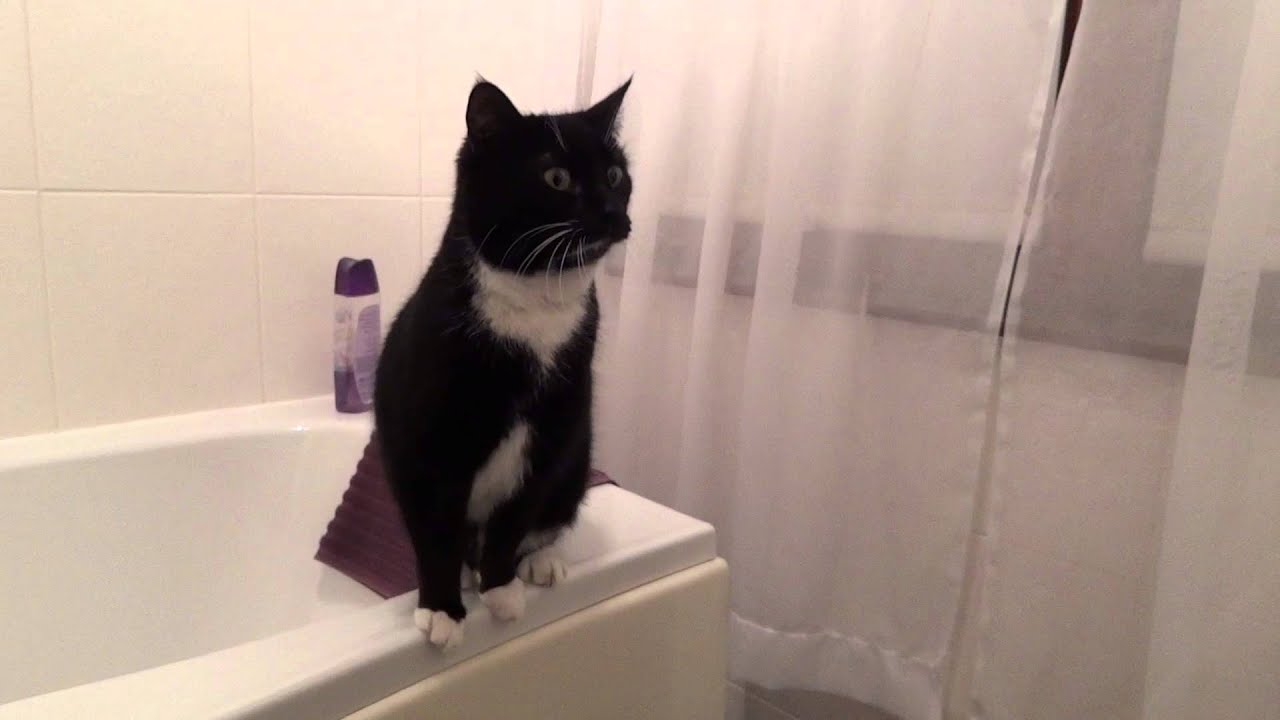 風呂場からメンチを切った猫は見た、同じ顔でメンチを切る猫